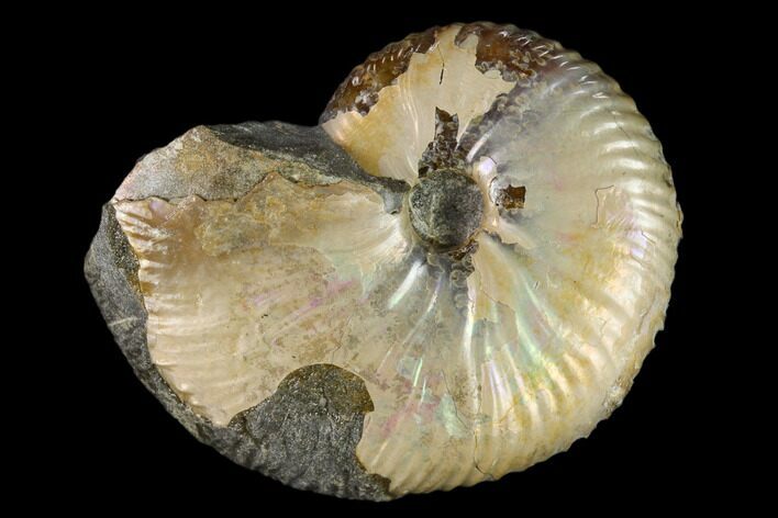 Fossil Hoploscaphites Ammonite - South Dakota #131229